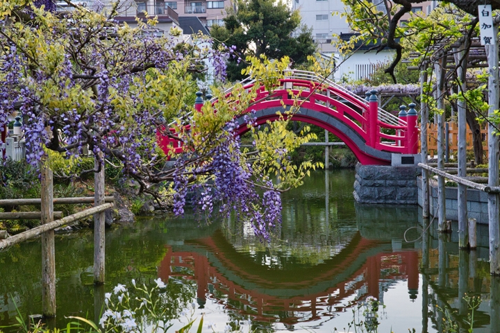 ▲紫藤花優雅盛開在太鼓橋、心字池周圍，形成美麗倒影。　圖：写真AC／來源
