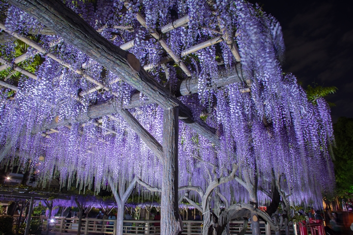 ▲龜戶天神社的藤花傾瀉而下宛如紫色瀑布般美麗，夜間點燈後更是迷人。　圖：写真AC／來源