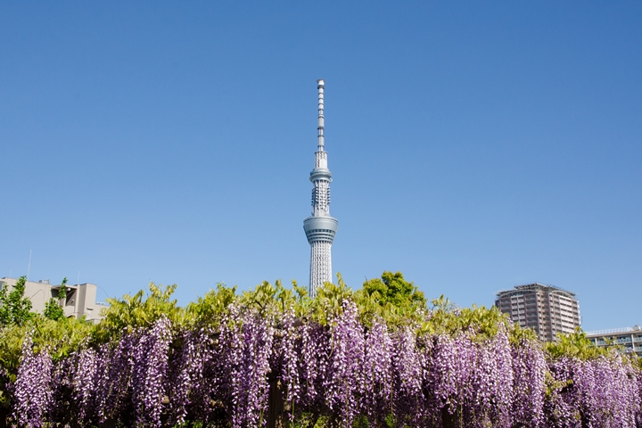 只有在龜戶天神社才能拍到東京晴空塔從紫藤花叢中冒出的逗趣照片！　圖：写真AC／來源