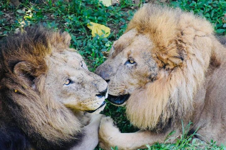 非洲獅大哥（右）及二哥（左）感情深厚。　圖：高雄市政府觀光局／提供 