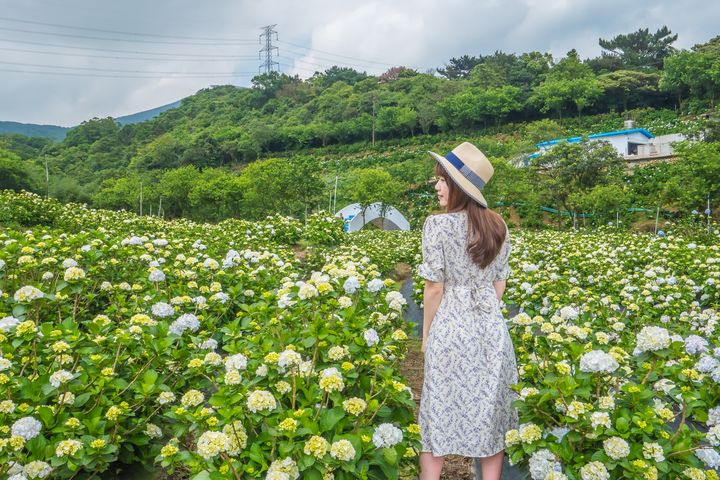 新北青春山海線萬里高家繡球花田，第三園區廣達8000坪美景讓人心情開闊。　圖：新北市政府觀光旅遊局／提供