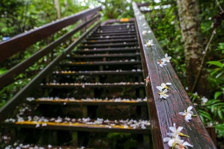 ▲漫遊山城，來一場浪漫五月雪賞桐之旅。　圖：新北市政府觀光旅遊局／提供