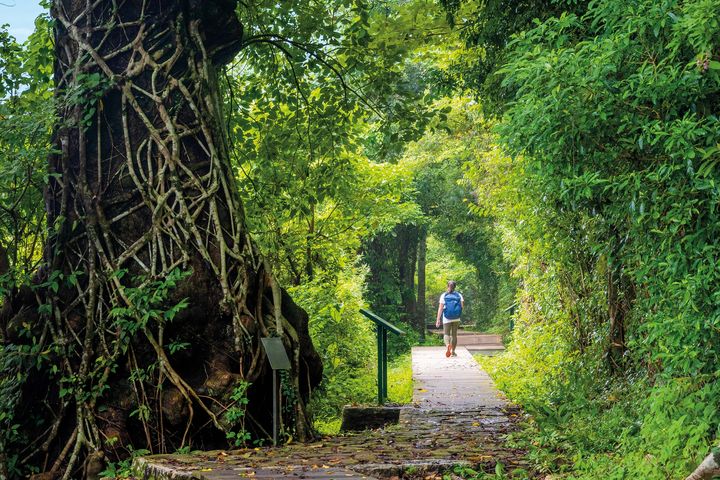 荔枝窩茂密的風水林，為村民帶來好運與財富。　圖：香港旅遊發展局／提供