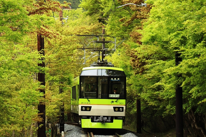 叡山電車夏季賞楓活動「綠楓葉隧道緩緩前行」從4月23日持續至5月31日。　圖：向日遊／提供