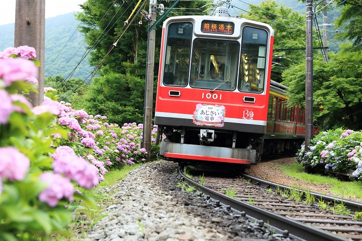 有「繡球花電車」美稱的「箱根登山鐵道」，10月起將調漲票價。　圖：箱根登山鐵道/提供