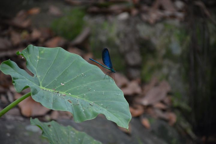 ▲藍色翅膀、細細身體有綠色金屬光澤的白痣珈蟌生活在乾淨溪流旁。　記者-張偉浩／攝