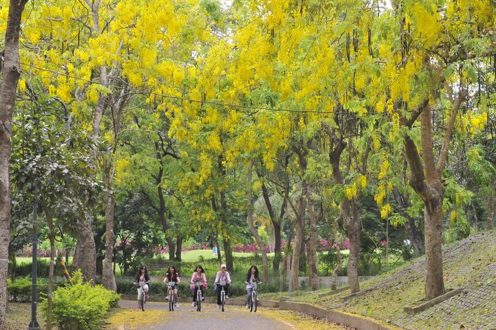 來賞夢幻黃金雨 虎頭埤阿勃勒花季5/21浪漫登場