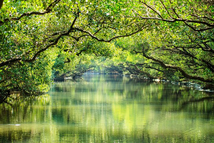 ▲四草綠色隧道。　圖：shutterstock／來源