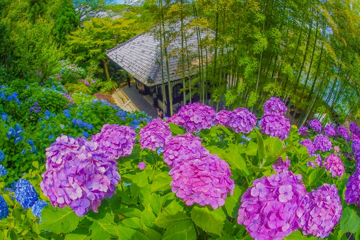 鎌倉花之寺「長谷寺」超好拍！繡球花海、良緣地藏、海景街景一次收藏