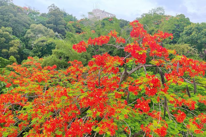 畢業季鳳凰花開，來彰化八卦山天空步道賞花。　圖：參山國家風景區管理處／提供