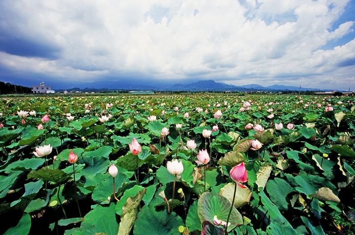 ▲台南白河是全台最大的蓮子產區，蓮花盛開。　圖：臺南市政府觀光旅遊局／提供