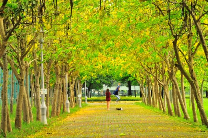 五月底至六月初，阿勃勒花盛開。　圖：臺南市政府觀光旅遊局／提供