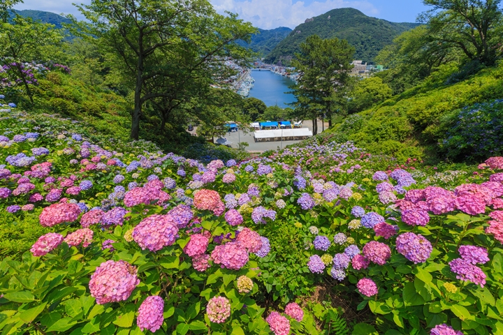 日本靜岡300萬繡球花海盛開中！入住南伊豆輕鬆追花、賞海景