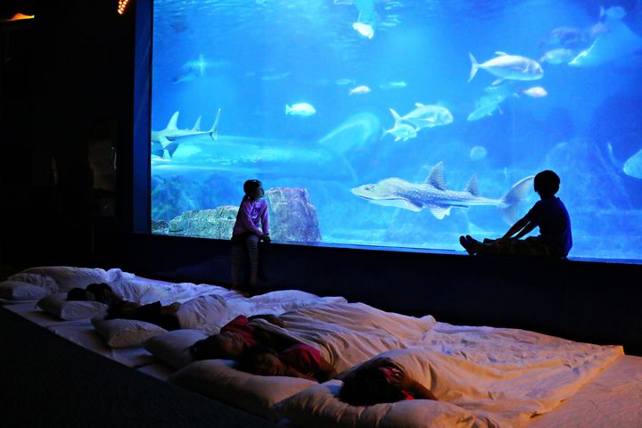 ▲暑假帶孩子體驗入住水族館。　圖：遠雄海洋公園／提供