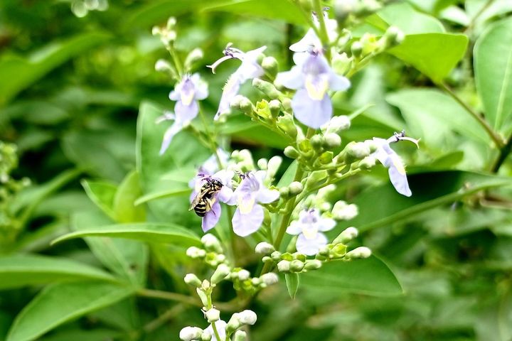 ▲三葉蔓荊是良好的蜜源植物，蜜蜂蝴蝶總是會前來取蜜。　圖：高雄市政府觀光局／提供