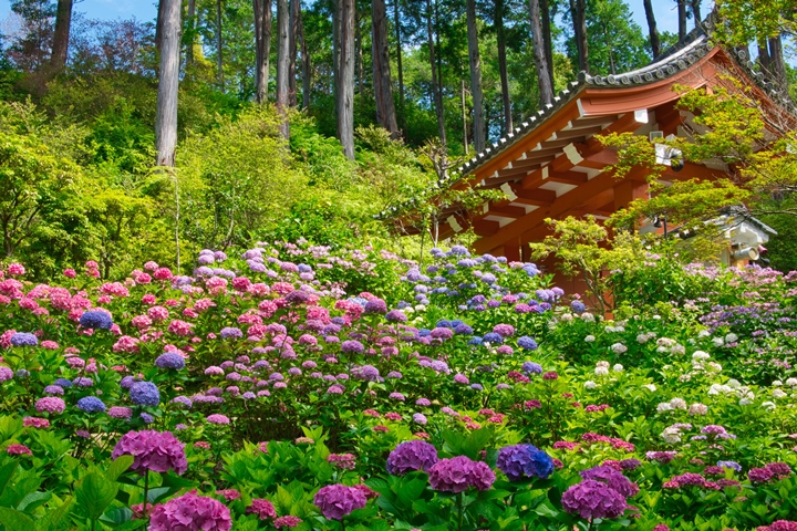 三室戶寺初夏繡球花盛開美景讓人屏息。　圖：写真AC／來源