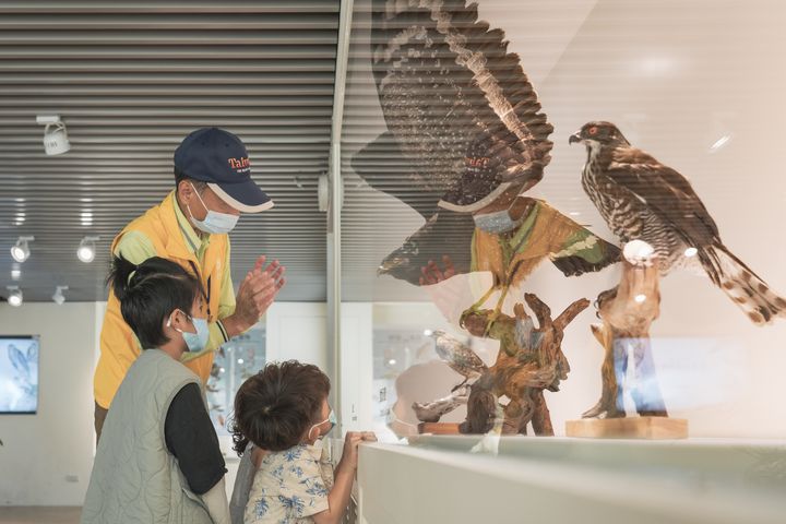 遊客駐足停留觀音山猛禽展示館。　圖：北海岸及觀音山國家風景區管理處／提供