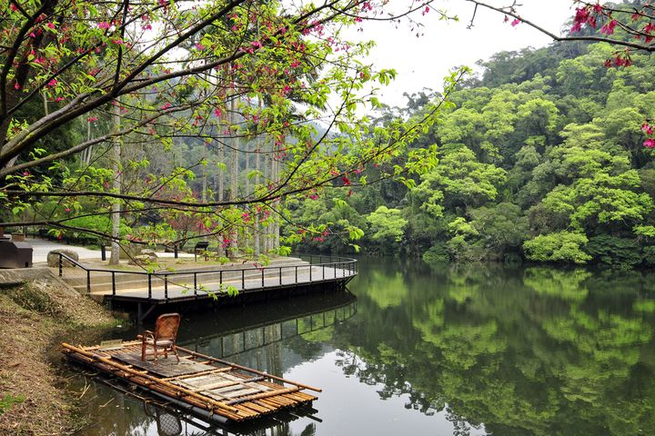 桃園縣大溪鎮-後慈湖-湖邊與櫻花。　圖：桃園市政府觀光旅遊局／提供