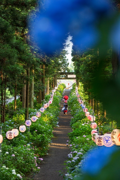 ▲繡球花海在神社參道兩側綿延，景象夢幻又神聖。　圖：公益社団法人栃木県観光物産協会／來源