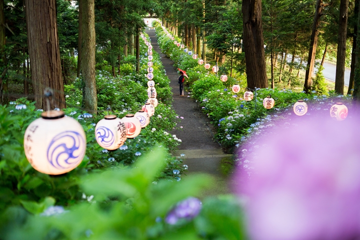 6月繡球花季必拍～日本栃木千年古寺繡球花夢幻參道