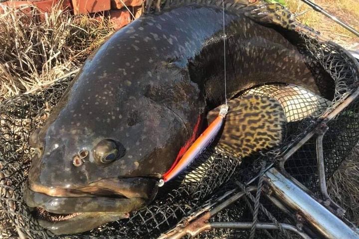 肉質鮮美的石斑魚也可做成石斑魚水餃。　圖：海中央小舖／提供
