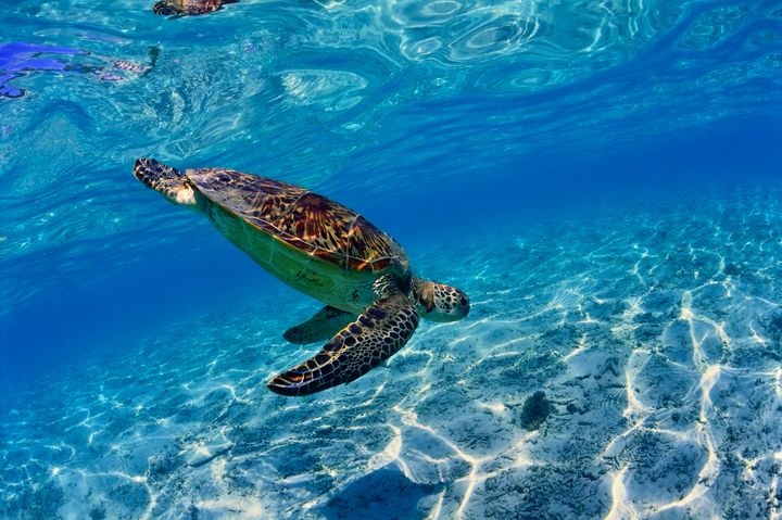 ▲座間味島大海裡悠遊的海龜。　圖：龐洛郵輪／提供