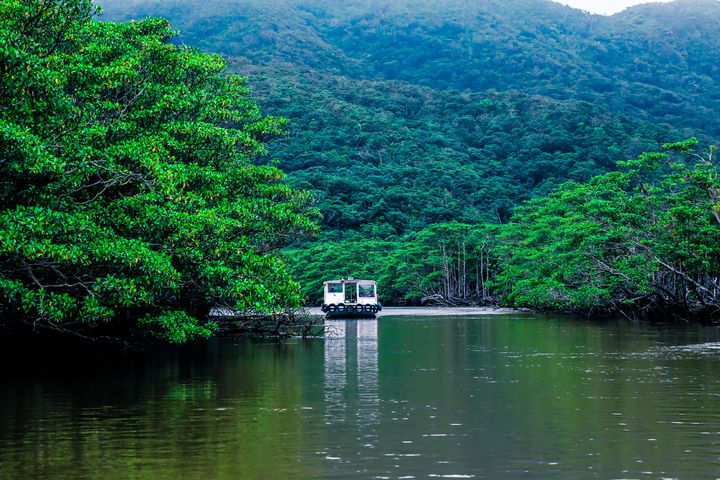 ▲西表島擁有豐富的森林生態，宛如東方的亞馬遜祕境。　圖：shutterstock／來源