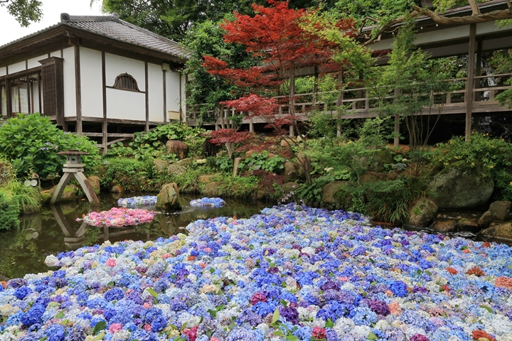 雨引觀音每年繡球花祭的經典項目「水中華」將在7月登場，繡球花遍佈池塘相當壯觀。　圖：いばらき観光キャンペーン推進協議会／來源