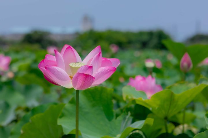 淡水區屯山里荷花田的荷花也已經綻放，快安排一趟賞花之旅。　圖：新北市政府觀光旅遊局／提供 