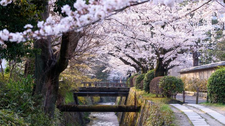 ▲哲學之道約有400棵櫻花樹，以染井吉野櫻為中心，另有大島櫻、八重櫻、枝垂櫻等。　圖：晴天旅遊／提供