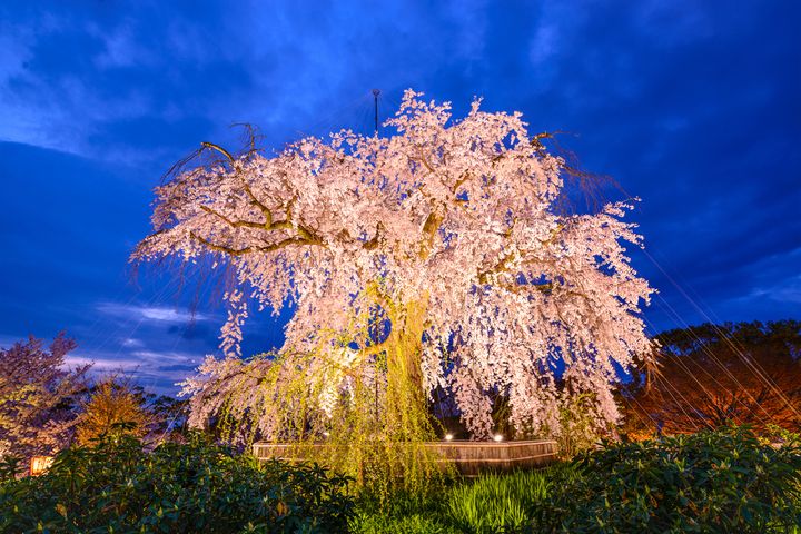 ▲祇園．夜櫻是櫻花女王又稱「祇園枝垂櫻」，是二代櫻，於1928年種植，如今快要百歲了。　圖：晴天旅遊／提供