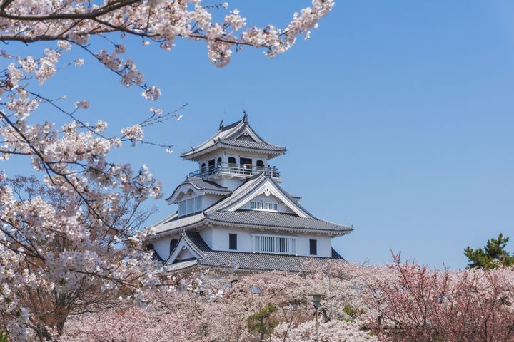 ▲身為櫻花百選的所在地，長濱城曾是豐臣秀吉擔任城主的第一座城，而豐公園的豐亦是以他的名字而起。　圖：晴天旅遊／提供