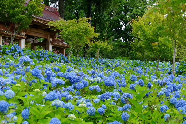 ▲雲昌寺的繡球花海又被譽為「極樂青土」，絕美景象讓人彷彿能忘卻煩惱。　圖：写真AC／來源