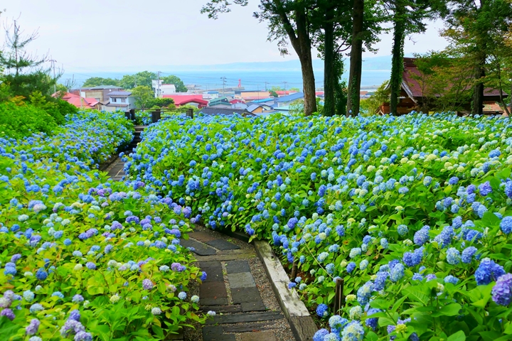 死前必去繡球花絕景在秋田！「雲昌寺藍」享受3段變化