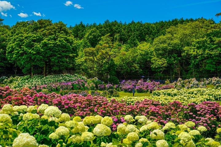 7萬株以上繡球花海大爆發！初夏花之盛典就在日本三重