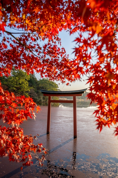 ▲秋季期間紅葉搭配鳥居的美景也相當吸睛。　圖：九州観光推進機構／來源