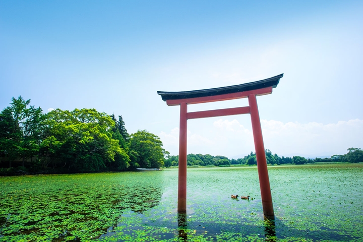 夏季期間池塘及周圍一片翠綠，與水中鳥居形成鮮明對比。　圖：大分県／來源