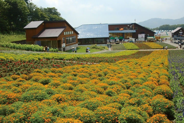 ▲夏季期間園內不僅有薰衣草，還能欣賞萬壽菊、一串紅等各式各樣的花卉。　圖：ググっとぐんま観光宣伝推進協議会／來源