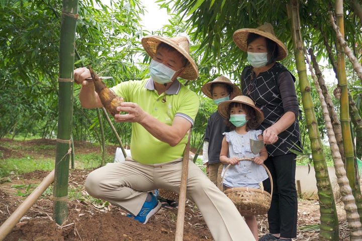 ▲民眾可跟著達人帶路體驗採綠竹筍的樂趣。　圖：北海岸及觀音山國家風景區管理處／提供