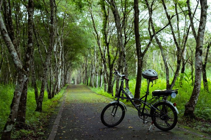 ▲喜愛自行車旅遊別錯過徜徉花東縱谷的自然美景。　圖：花東縱谷國家風景區管理處／提供