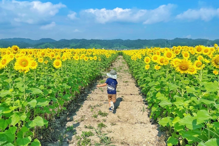 向日葵迷宮好玩又好拍，快準備排入夏季日本行程！　圖：一般社団法人東北観光推進機構／來源