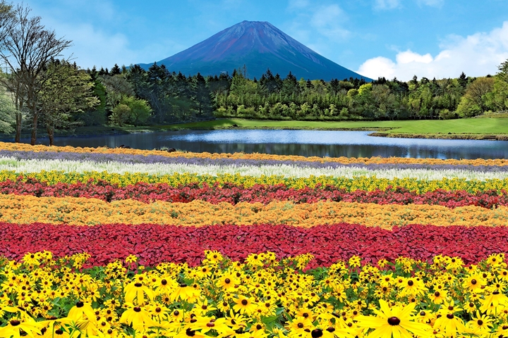 ▲富士山、本栖湖、繽紛花海組成超夢幻美景，直到10月上旬都有機會欣賞。　圖：富士急行／來源