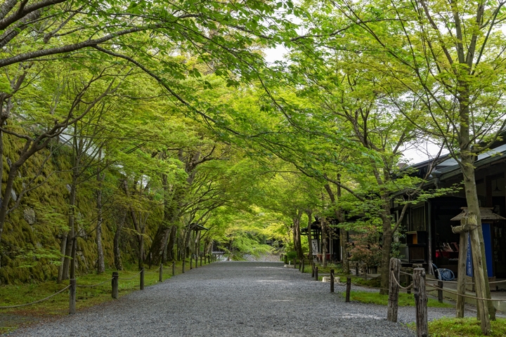 ▲夏季期間的三千院參道宛如翠綠隧道，環境相當清幽。　圖：写真AC／來源