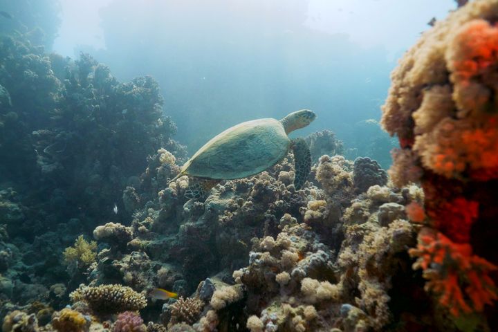 ▲紅海擁有世界第四大的堡礁系統，未受破壞的珊瑚礁棲地　圖：沙烏地阿拉伯旅遊局／提供