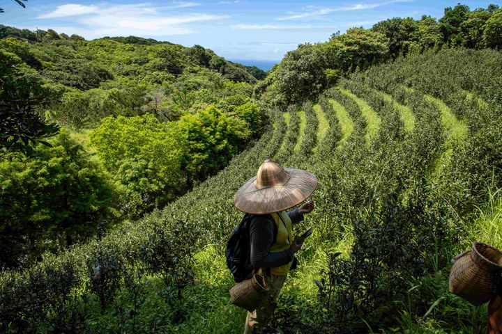 ▲石門茶園採茶體驗。　圖：新北市政府觀光旅遊局／提供