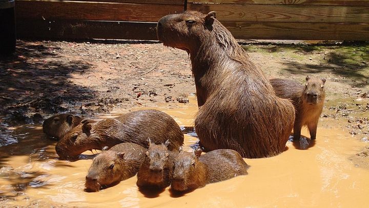 ▲卡哇伊福豚家族泰奶浴，小水豚在媽媽的帶領下，開心滾泥巴浴，用泥巴降低體溫。　圖：六福旅遊集團／提供