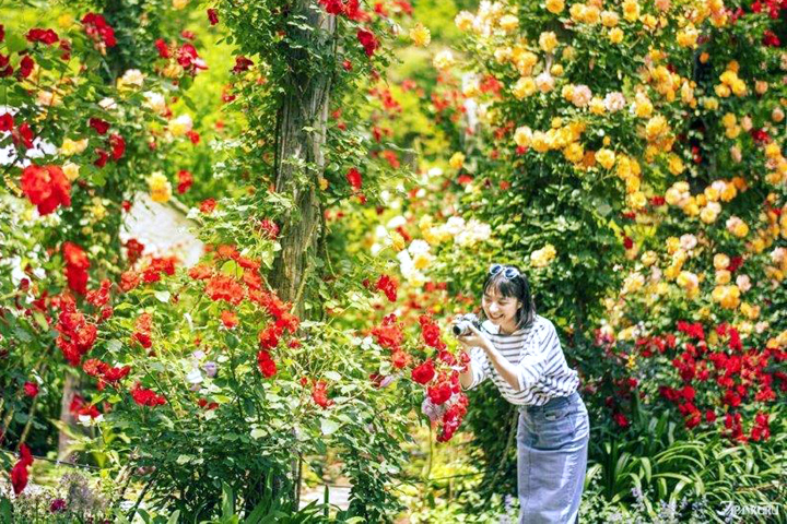 ACAO FOREST是一座結合花園園藝、香草、咖啡的人氣網紅景點。　圖：JR TIMES／提供