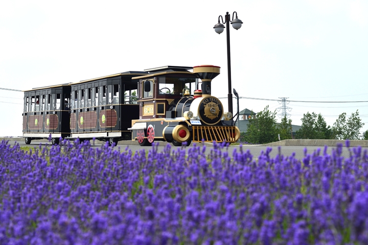 先為明年薰衣草之旅暖身 札幌親子熱門景點追花田