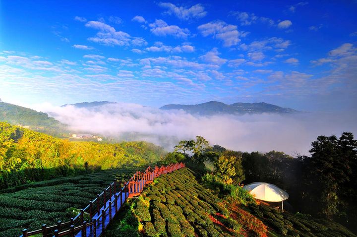 ▲太興村太興岩步道，全程穿梭在茶園與原始樹林間，景色優雅。　圖：阿里山國家風景區管理處／提供