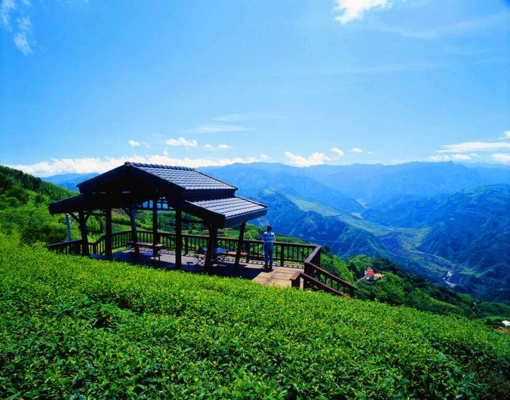 ▲龍眼村因海拔之故，很適合種植茶葉與咖啡。　圖：阿里山國家風景區管理處／提供
